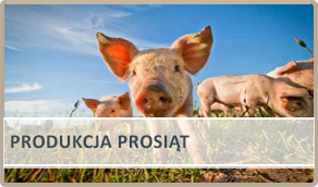 Produkcja Prosiąt
